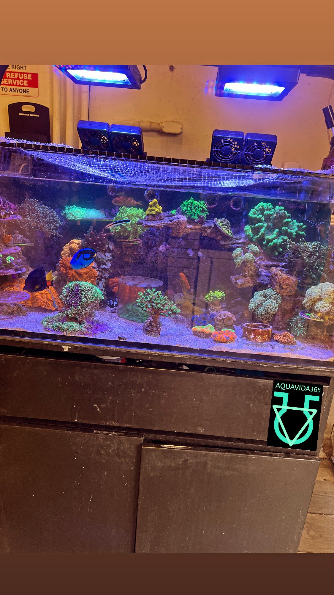 Aquarium & pond maintenance in Los Angeles California.