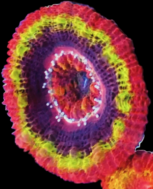 Black Hole Sun Acan - Acanstrea - Micromussa