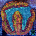 XL rainbow symphyllia