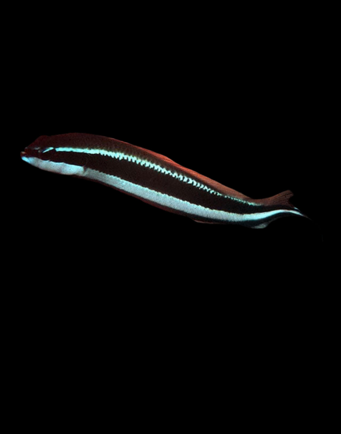 Sankeyi Pseudo -Tank Raised