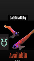 Catalina Goby