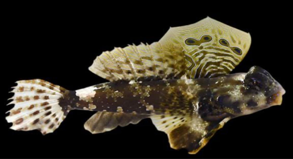 Scooter Blenny