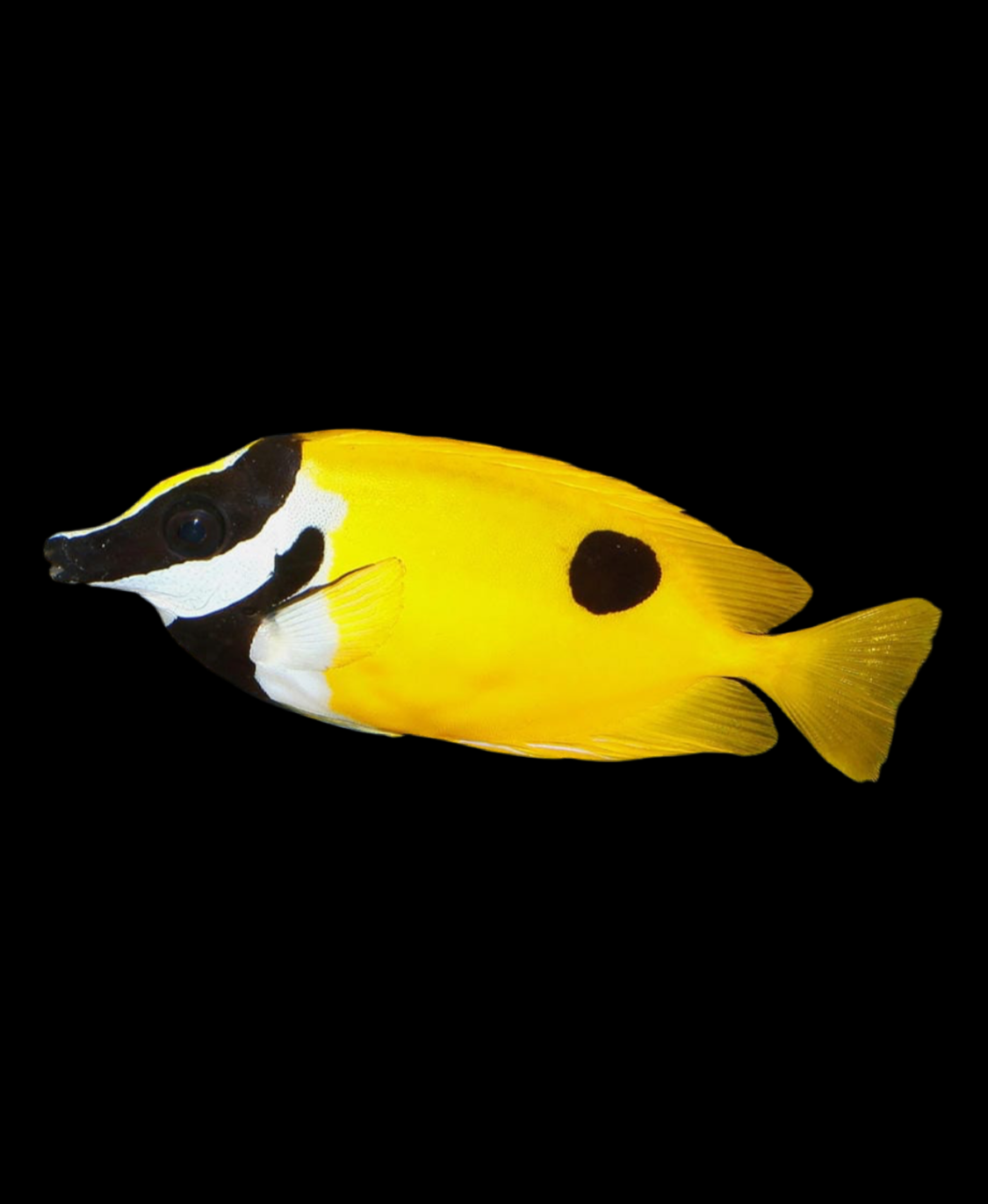 Foxface - Black Spot