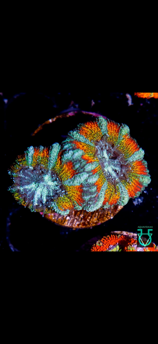 Rainbow Acan