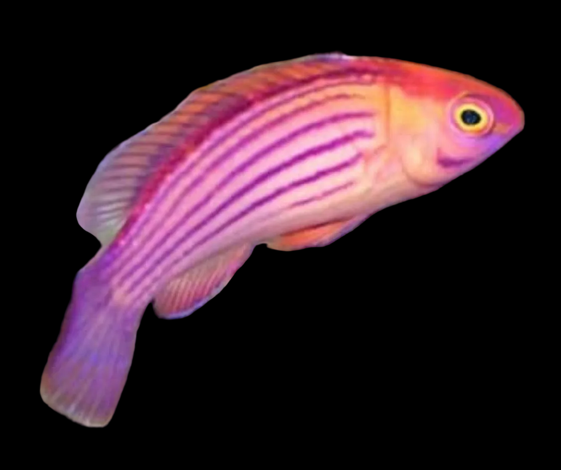 Earles Fairy Wrasse; MALE; Marshall Island - Cirrhilabrus earlei