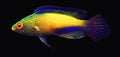 Rhomboid Wrasse; SUPER Male; Marshall Island - Cirrhilabrus rhomboidalis