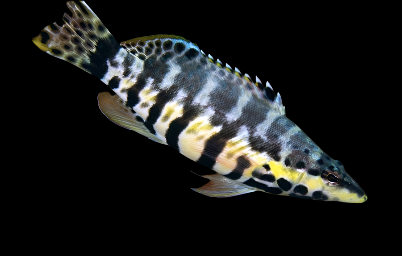 Harlequin Bass - Serranus tigrinus