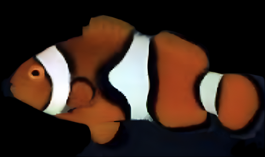 Percula Clown; True CB - Amphiprion percula