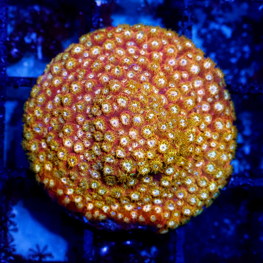 Golden nugget cyphastrea