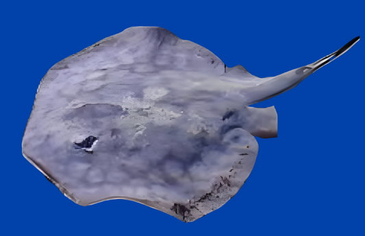 California Stingray - Urobatis halleri