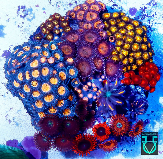 Zoa combo #17