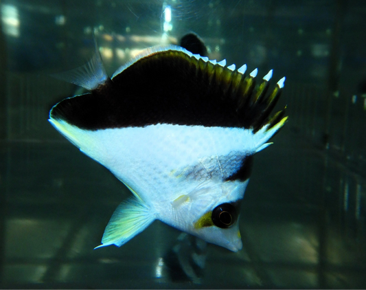 09 - TINKERI / BURGESS HYBRID 2.5-3.5 INCH