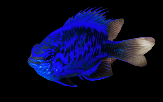 Springeri Damsel ( flatworm pedrator )