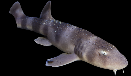 Shark: Grey Bamboo chiloscyllium griseum