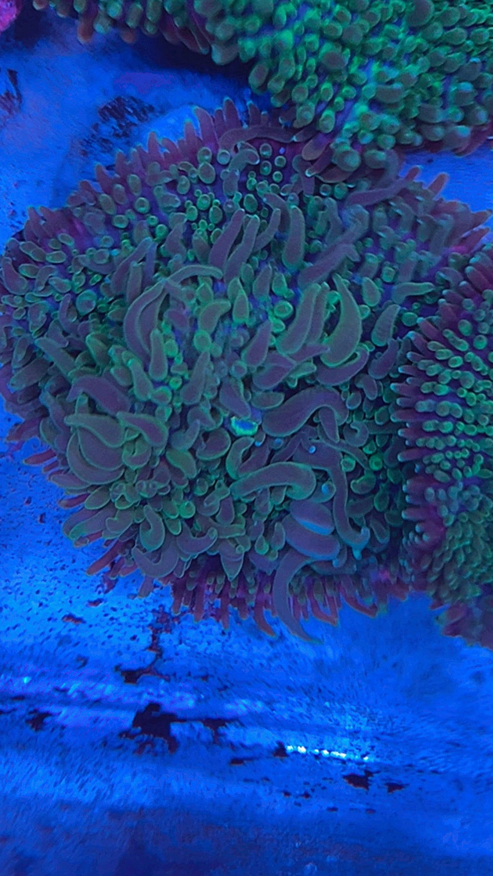 Medusa bounce