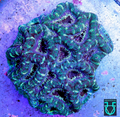Acan green