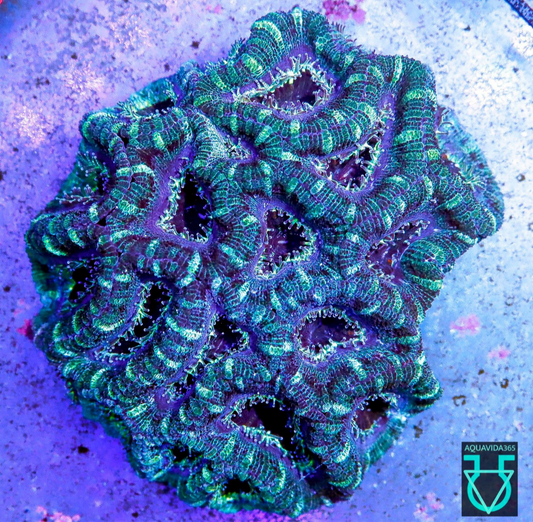 Acan green