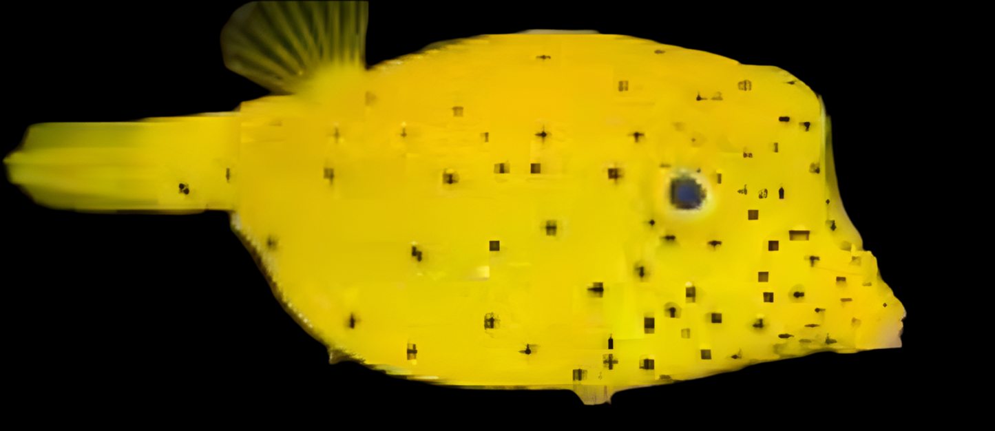 Yellow Cubicus - Ostracion cubicus