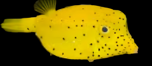 Yellow Cubicus - Ostracion cubicus