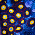 Bbeb Zoa