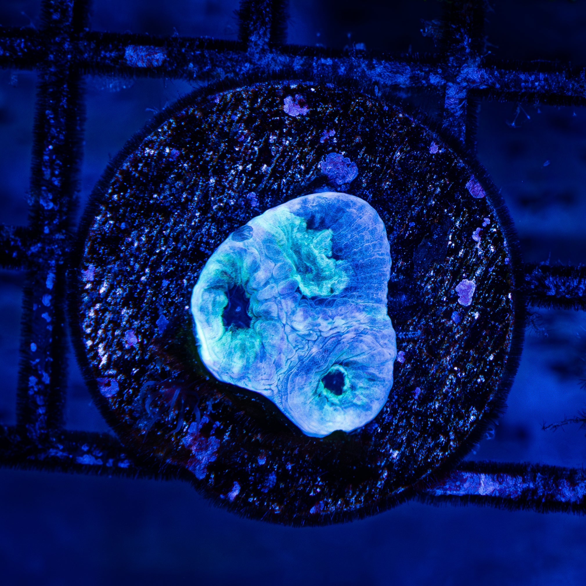 Blue Favia