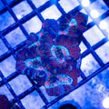 Ausi Blue Red Wilsoni