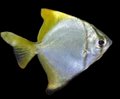 Mono Fish (mono argentus)