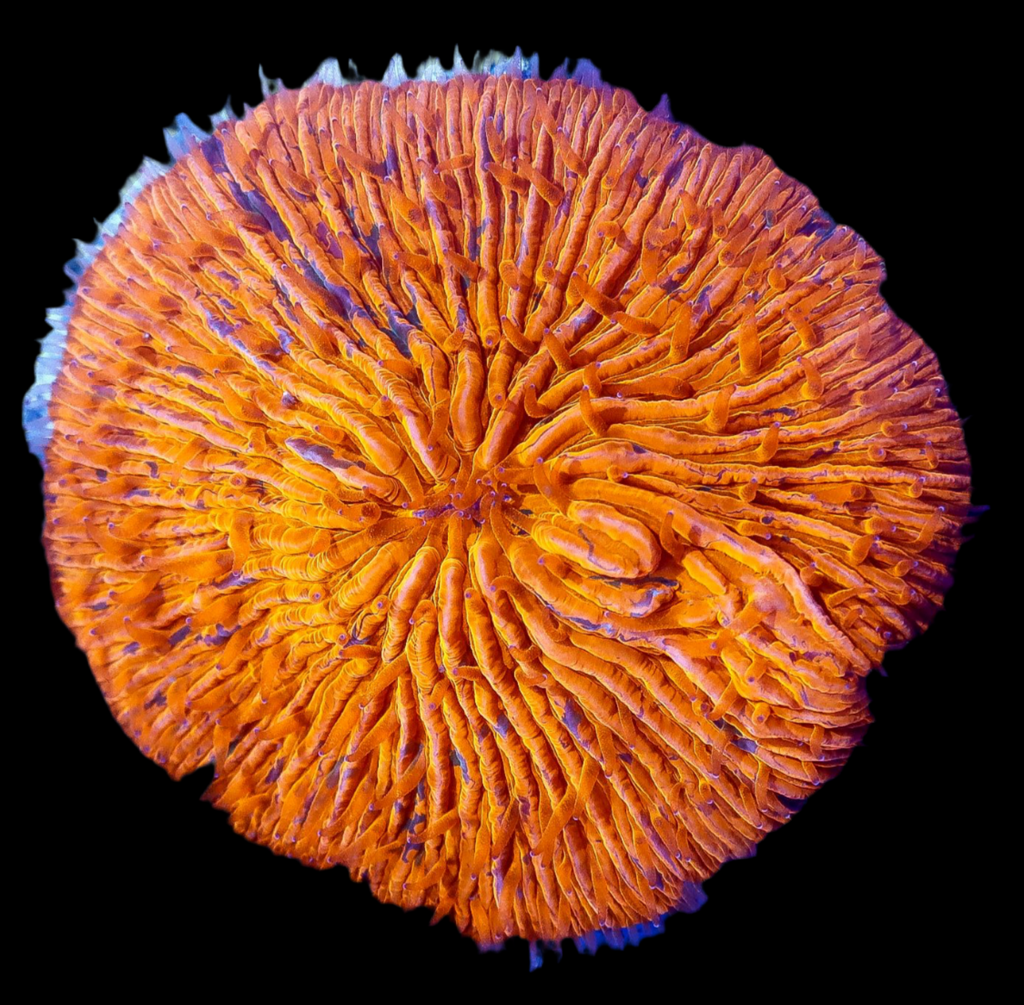 Gold P/G splatter Fungia