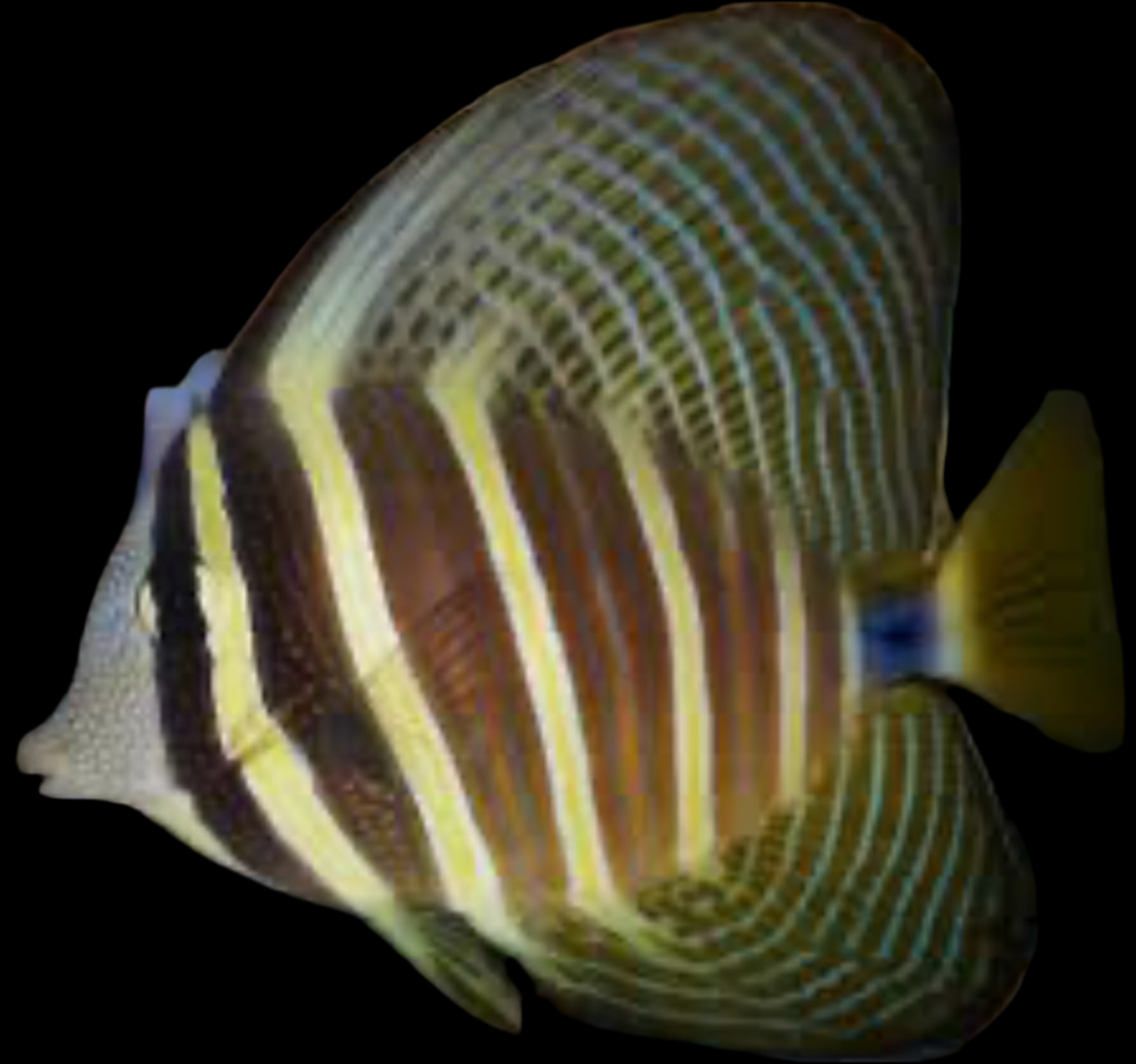 Sailfin Tang - Zebrasoma veliferum