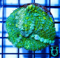 Pin Bounce Mushroom WYSWYG