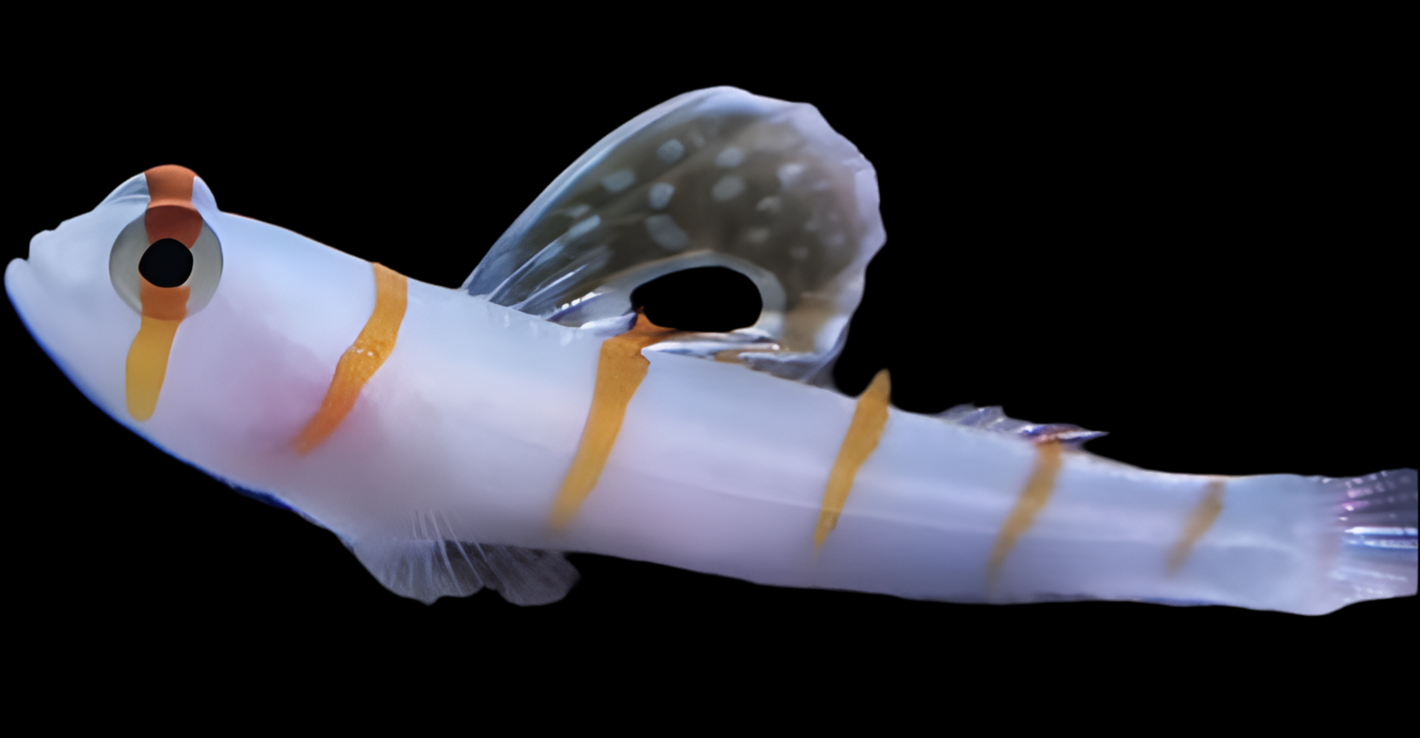 Randalls Goby - Amblyeleotris randalli