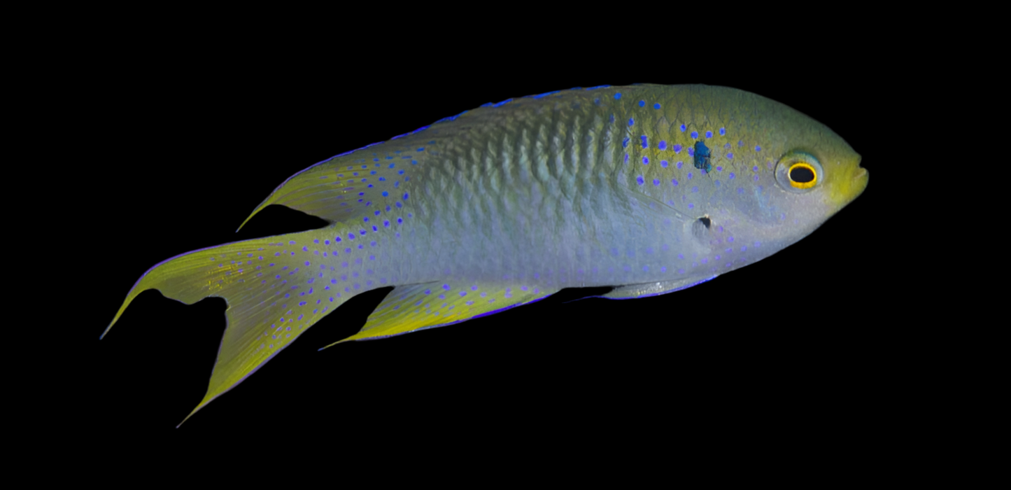 Coral Damsel