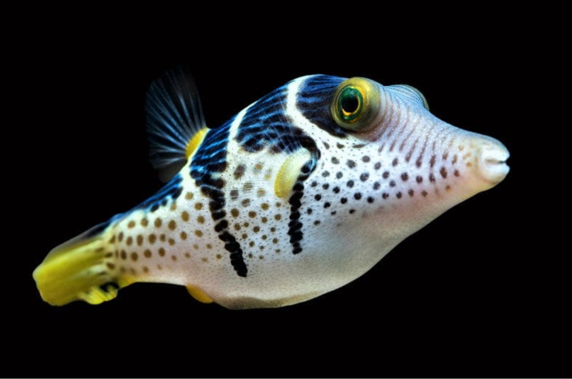 Valentini Puffer