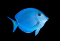 Atlantic Blue Tang - Acanthurus Coeruleus