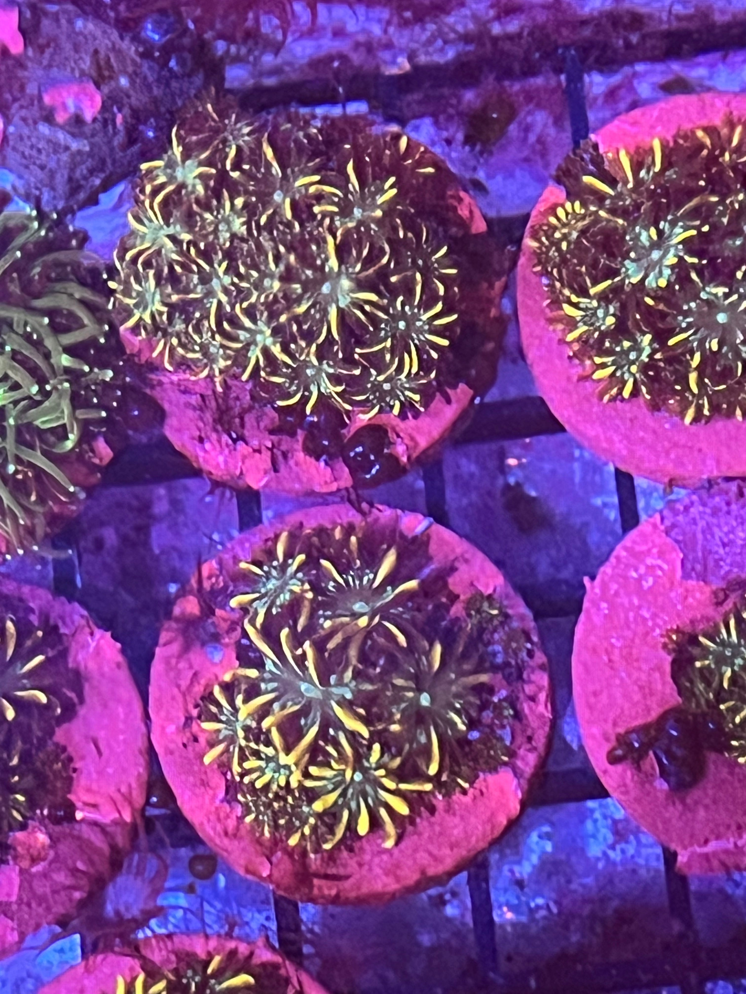 Holy moly Galaxia (B)