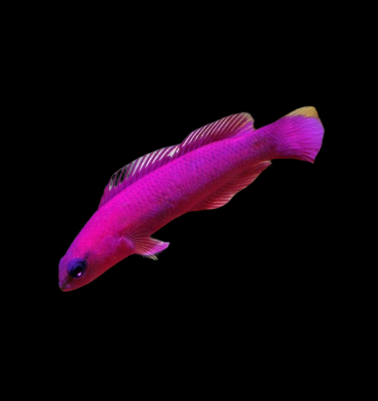 Fridmani (Orchid) Pseudo Caltive Bred