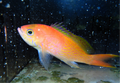 ELONGATUS ANTHIAS JAPAN
