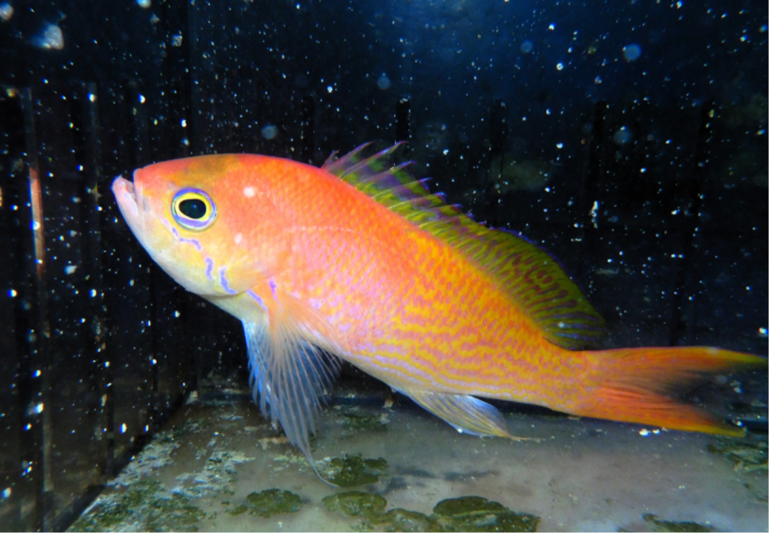 40 - ELONGATUS ANTHIAS JAPAN 4 TO 5 INCH