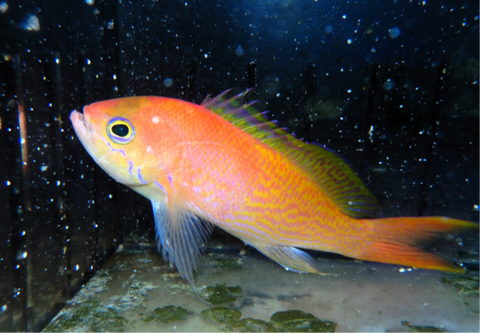 40 - ELONGATUS ANTHIAS JAPAN 4 TO 5 INCH