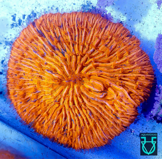 Gold P/G splatter Fungia