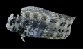 Lawnmower Blenny