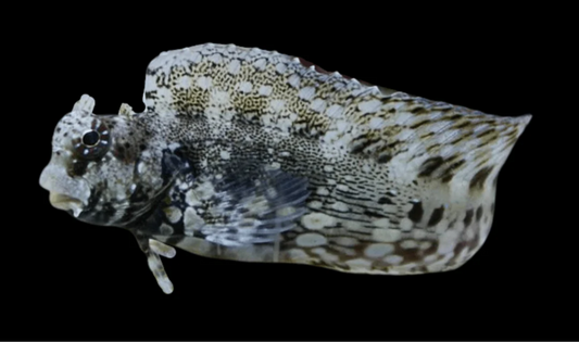 Lawnmower Blenny
