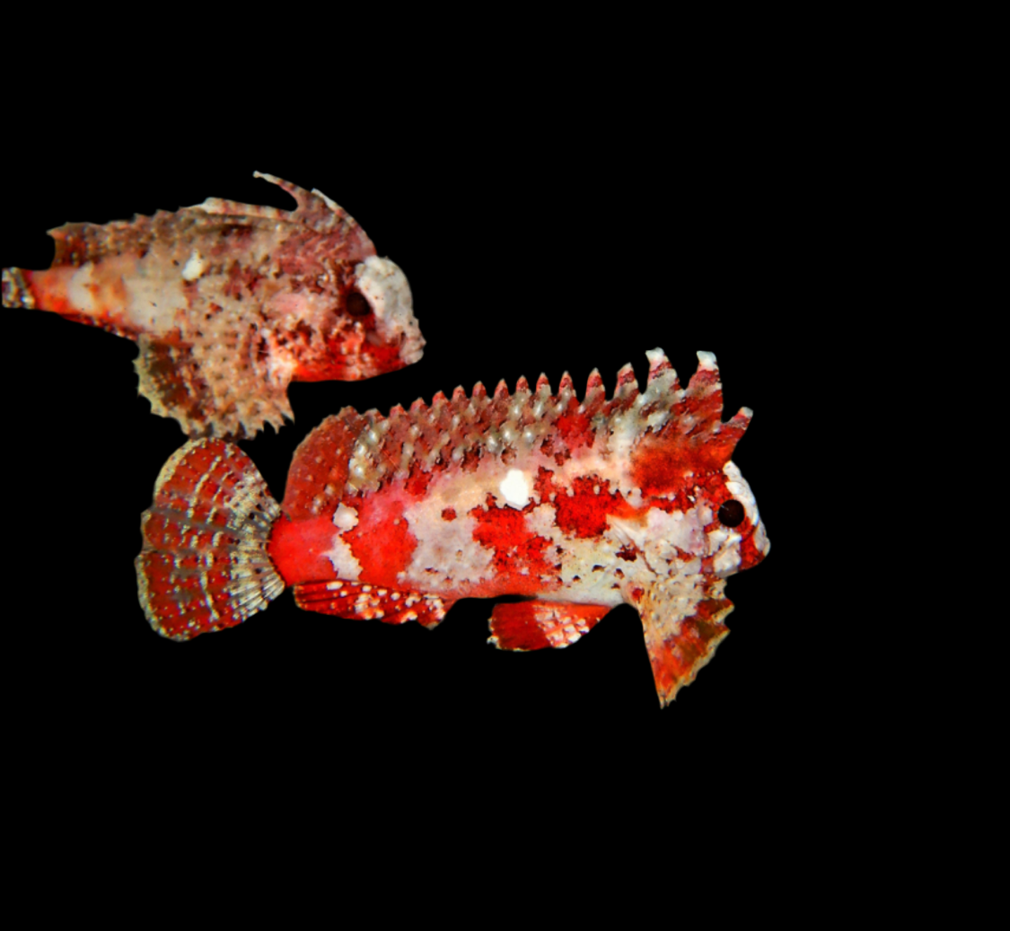 Pygmy Waspfish - Red