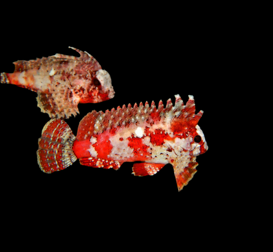 Pygmy Waspfish - Red