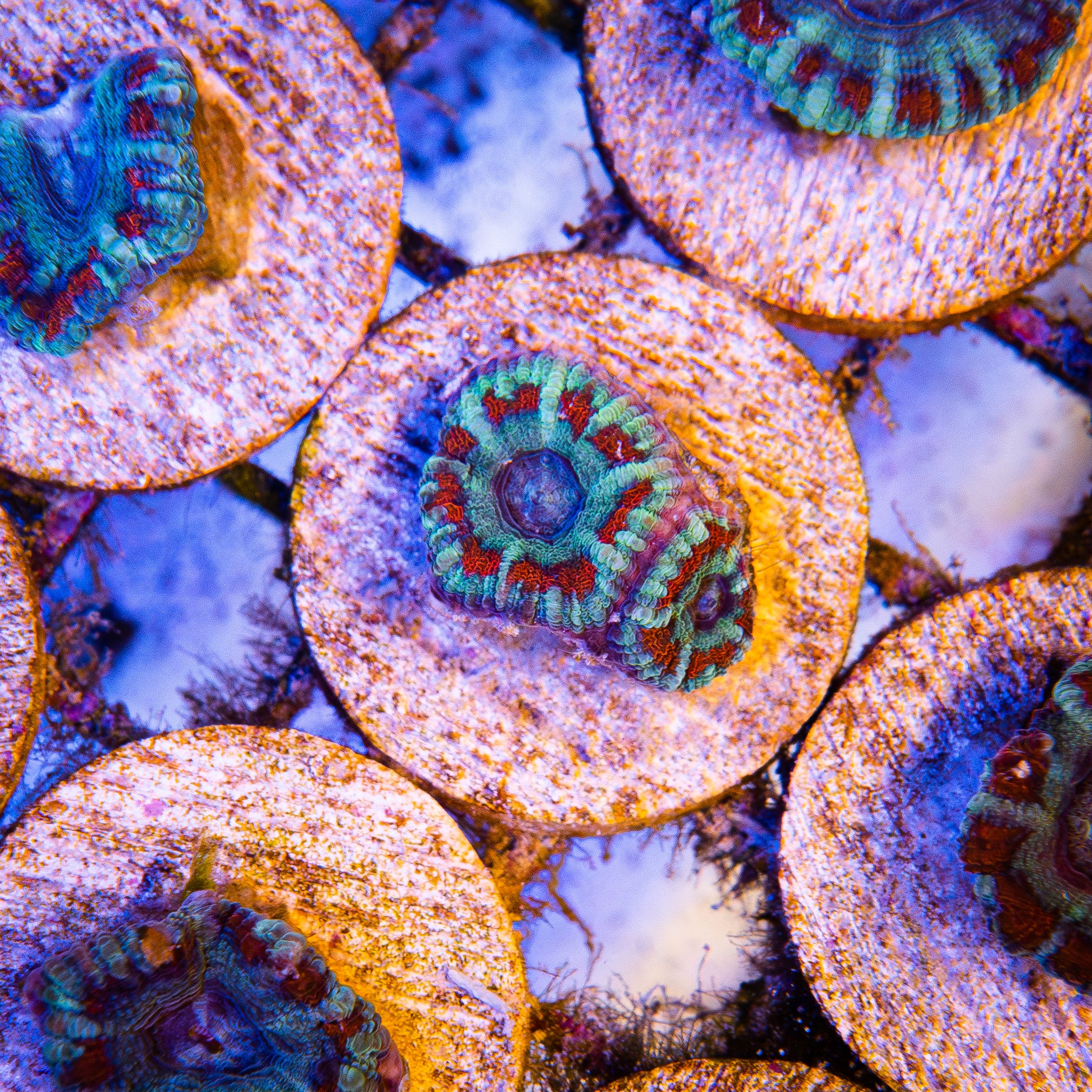 Candy Cane acan