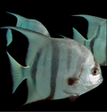 Spade Fish (Atl)