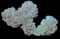 Cat paw wall bubble coral
