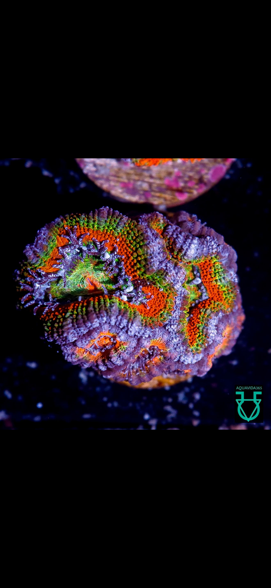 Rainbow Acans