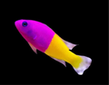 Bicolor Pseudo