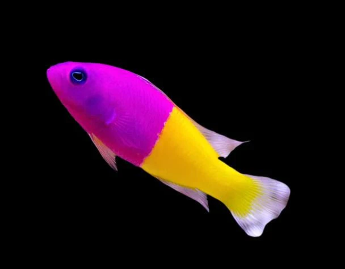 Bicolor Pseudo